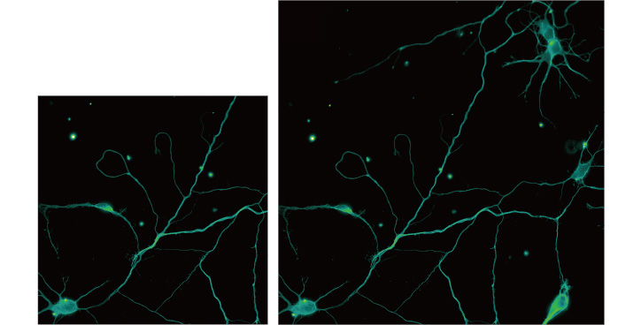 神經元培養物染色的微管