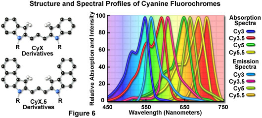 花青荧光染料的结构和光谱分布