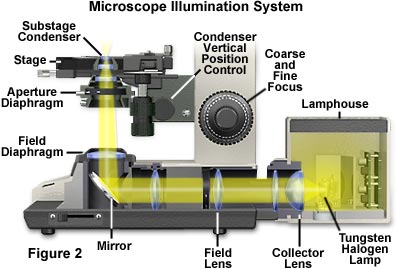 microillum