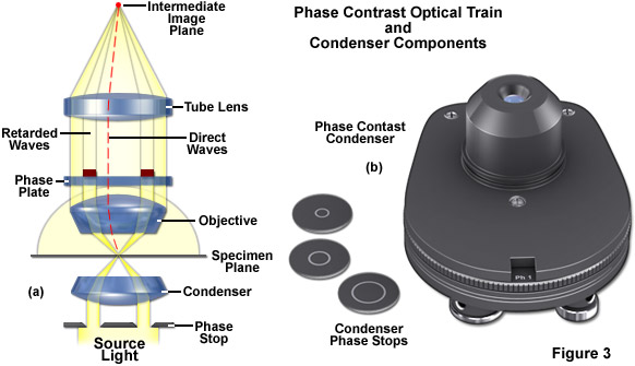 contrastfigure3