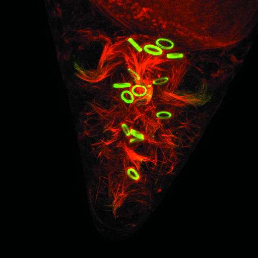 果蝇胚胎发育，绿色：FITC，红色：TRITC