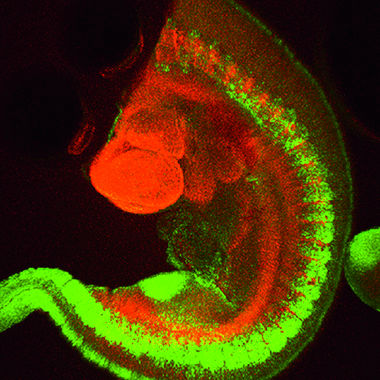转基因小鼠胚胎