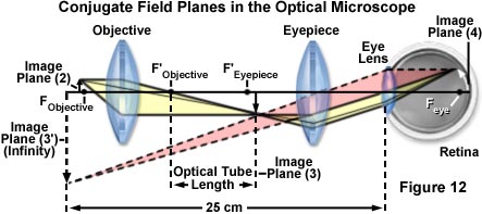 在光学显微镜下共轭场平面