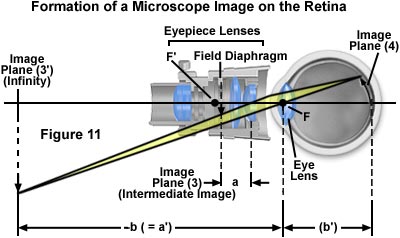 在视网膜上形成的显微镜图像