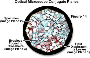 光学显微镜聚焦平面