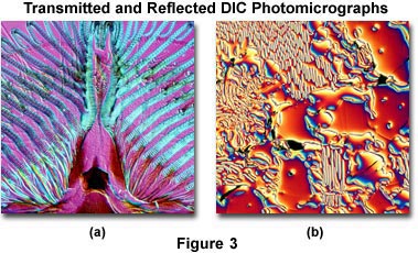 透射和反射DIC显微照片