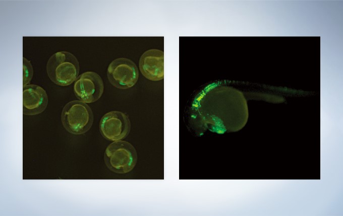 左:表达GFP斑马鱼胚胎,右:表达GFP斑马鱼胚胎(28 - 30小时)