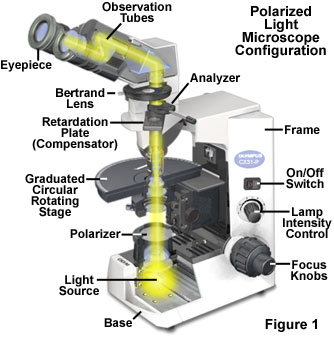 偏光显微镜的结构图