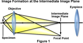 尼康显微镜CFI60无限远光学系统是什么？