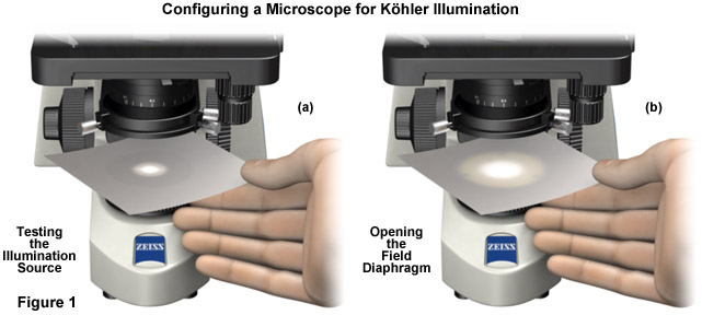 蔡司显微镜柯勒照明怎么对中？