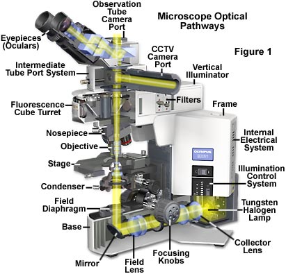 奥林巴斯显微镜的照明简介