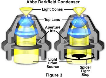 奥林巴斯显微镜的暗场照明