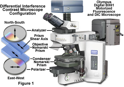 奥林巴斯显微镜的DIC基本概念
