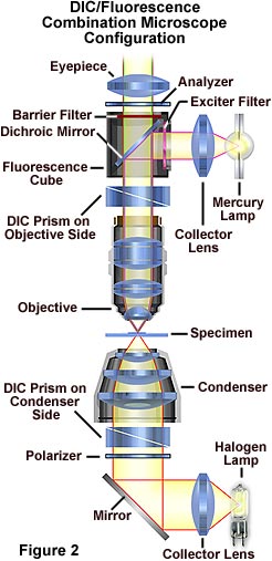 奥林巴斯显微镜差分干涉（DIC）的组合方法