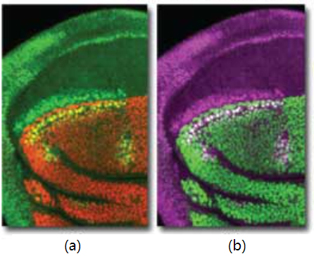 激光扫描共聚焦显微镜三色成像的方法和应用